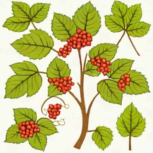 Are Viburnum Roots Invasive