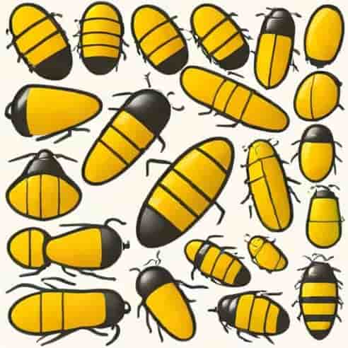 Black And Yellow Pupae