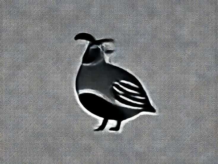 Californian Quail For Sale