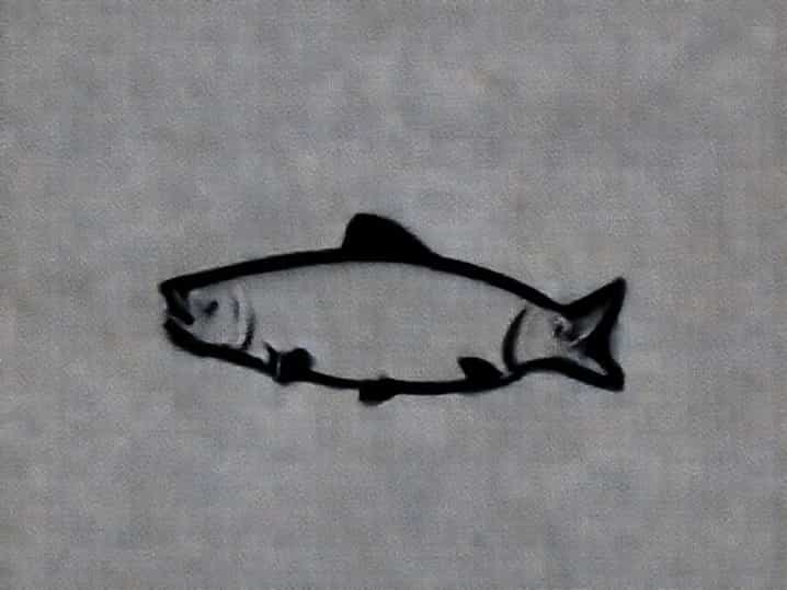 Echo Falls Coho Salmon
