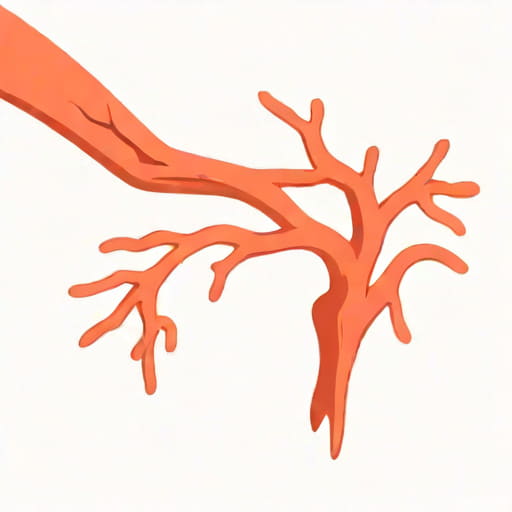 First Branch Of Internal Carotid Artery