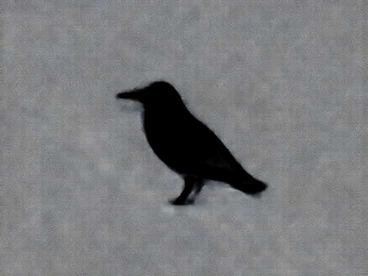 Gemma Whelan Upstart Crow