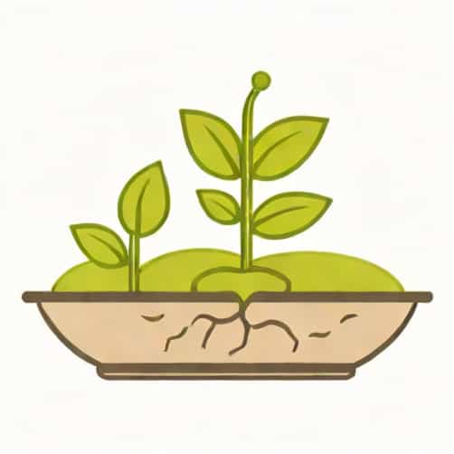 How Does Germination Work