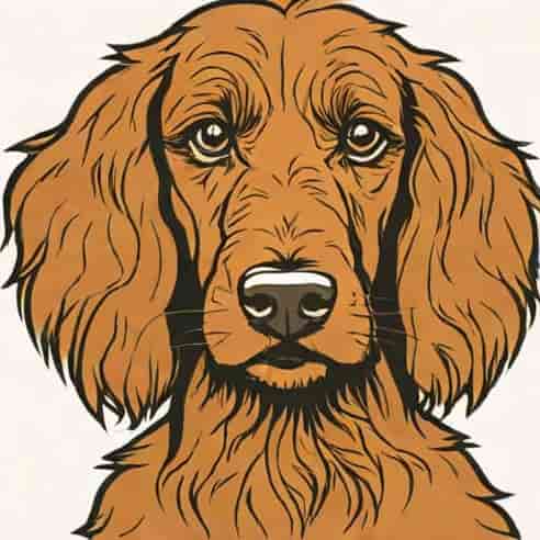Irish Setter Poodle Mix