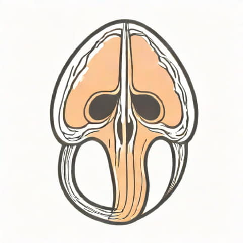 Urogenital Sinus Phallic Part