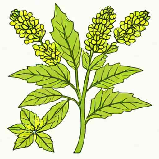Botanical Name Of Aniseed