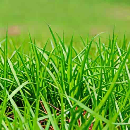 Crabgrass Post Emergent Killer
