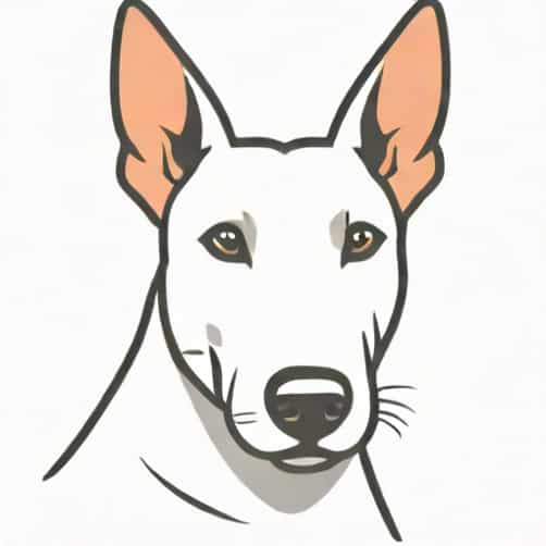 English Bull Terrier Rescue