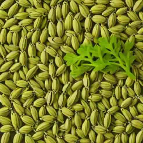 Fennel Seeds Vs Aniseed