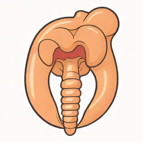 Glottis And Epiglottis Function