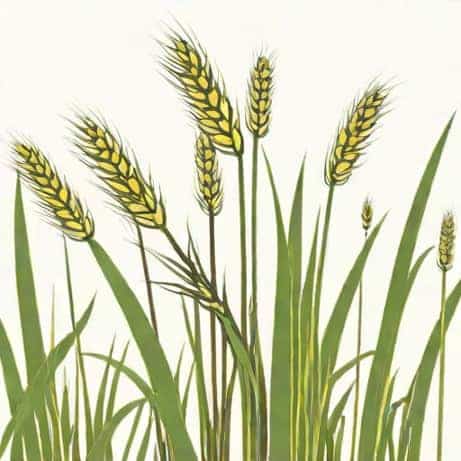 Is A Bulrush A Producer Or Consumer