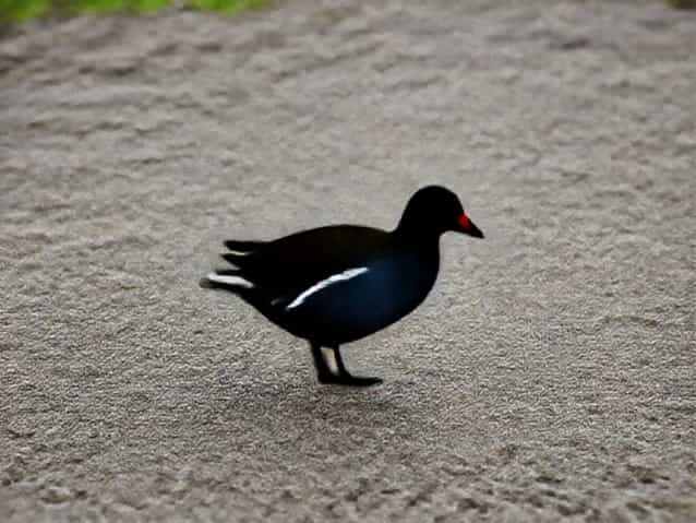 Luxury Moorhen Lodge York