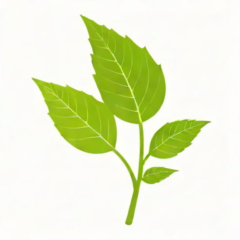 One Function Of Petiole