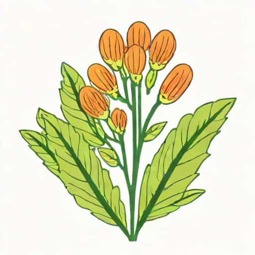 Organ Or Tissue Phloem Of A Plant