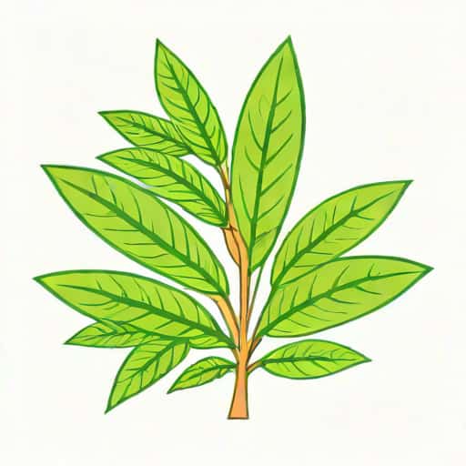 Pharmacognosy Of Cinchona