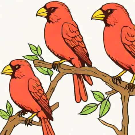 Red Canaries For Sale