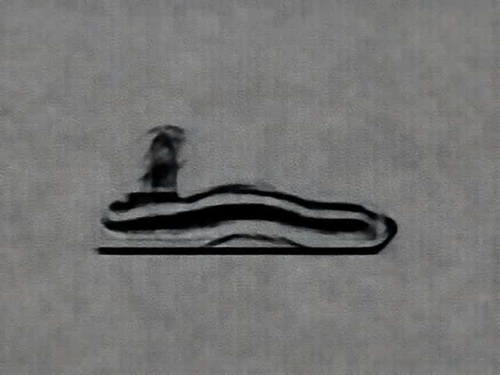 Stages Of A Tadpole
