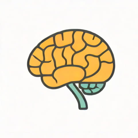 The Brain Stem Function