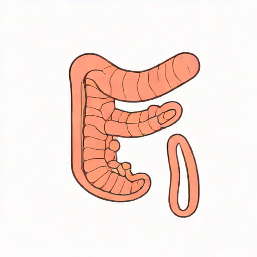 The Duodenum Jejunum And Ileum