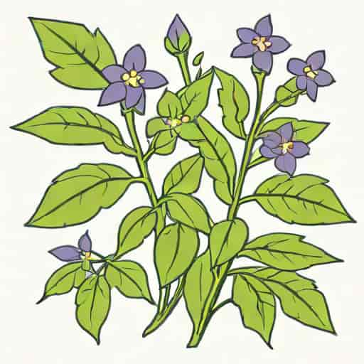What Are Nightshade Plants