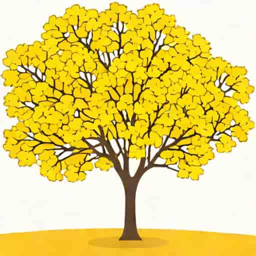 Yellow Poinciana Tree For Sale