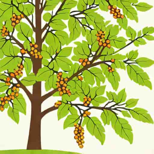 Young Chokecherry Tree