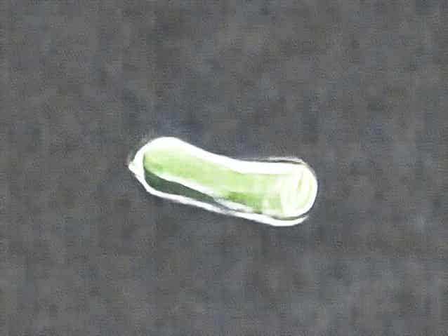 Zucchini Slimy After Cutting
