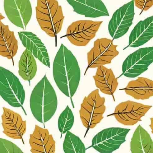 Leaves Without Petiole Example
