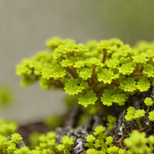 Lichen Is Saprophyte Or Not