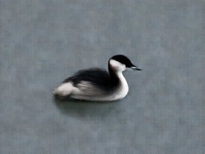 Little Grebe Winter Plumage