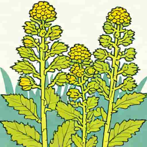 Mullein And Horehound