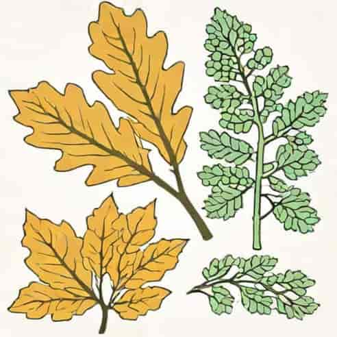 Oak Essentials Blue Tansy