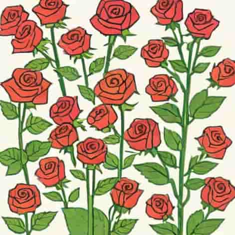 Stunted Flyblown Rose Bushes