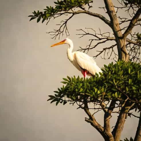 Tampa Bay Spoonbill Rookery