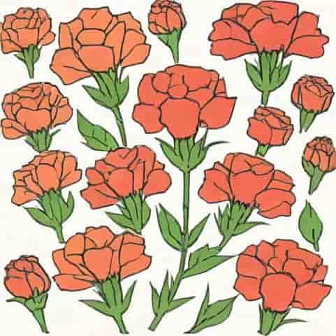 Uses Of Carnation Flower