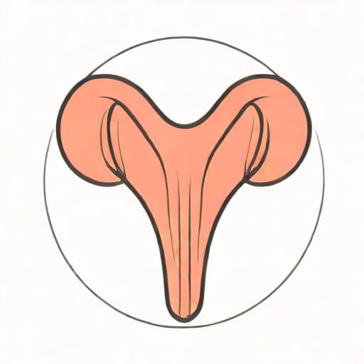 Uterus Outermost Layer