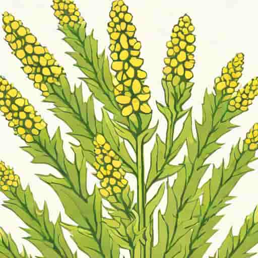Verbascum Helen Johnson