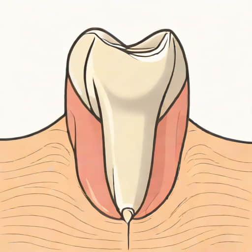 Vertical Section Of A Mammalian Tooth