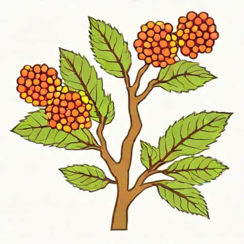 When To Prune Viburnum