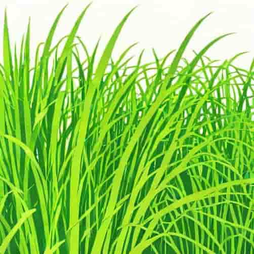 Yaku Jima Maiden Grass