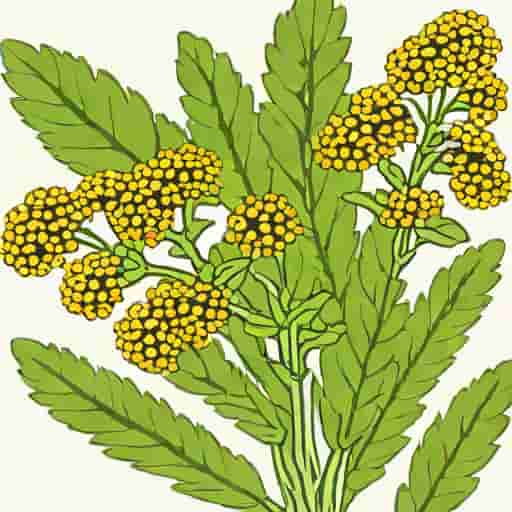Botanical Name For Yarrow
