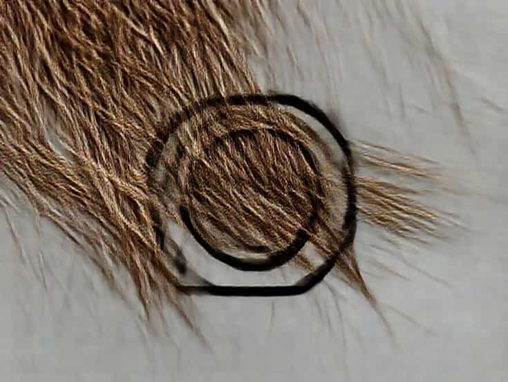 Capelli Bruciati Come Paglia