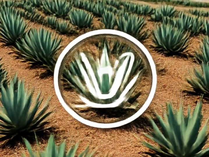 Eden Lassie Agave Farm