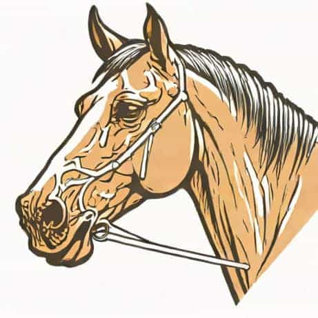 External Maxillary Artery In Horse