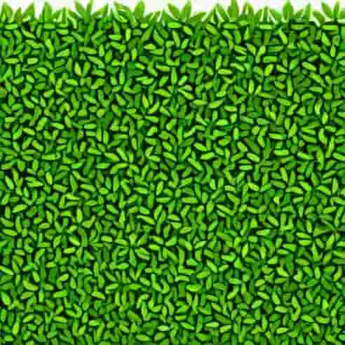 Is Privet Hedge Evergreen