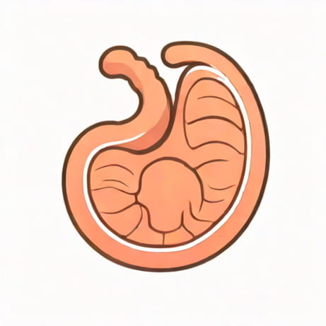 Picture Of Ruminant Animal Stomach