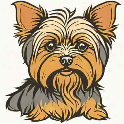 Rocky Mountain Yorkie Rescue