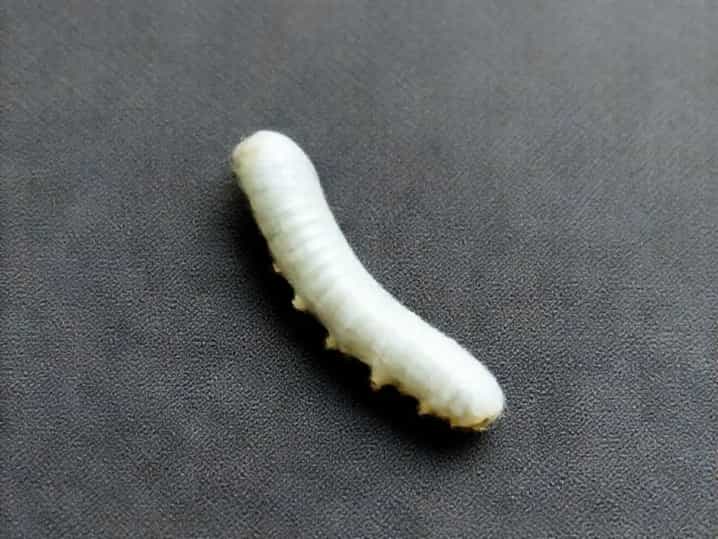 Silk Gland Of Silkworm