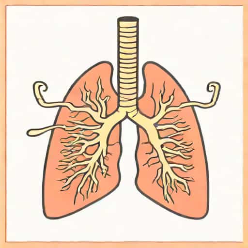 The Bronchus Is Located Between The Lung And What Structure
