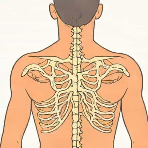 Upper Subscapular Nerve Innervation